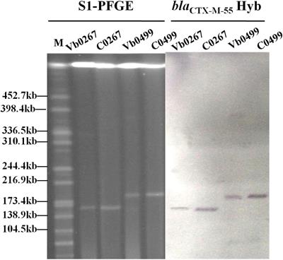 Genetic Characterization of blaCTX–M–55 -Bearing Plasmids Harbored by Food-Borne Cephalosporin-Resistant Vibrio parahaemolyticus Strains in China